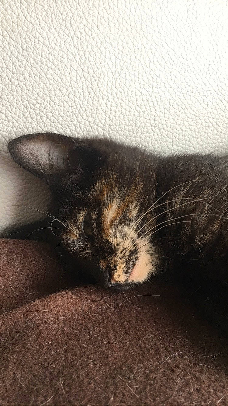 Crapule a rejoint le concours — aidez-le/la à gagner de superbes lots ! asian, black_cat, carnivore, cat, domestic_short_haired_cat, ear, eye, felidae, fur, kitten, nap, nose, skin, sky, sleep, small_to_medium_sized_cats, snout, tail, whiskers