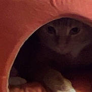 Reese joined the competition — help win amazing prizes! animal, cat, cozy, cute, dark, feline, fur, hidden, hideaway, indoor, orange, paw, pet, quiet, relaxed, resting, shelter, small, soft, warm