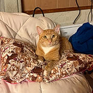 Reese is registered to the contest to win money with this photo: animal, blanket, cat, cat_pattern, comfort, cozy, cushion, domestic, ears, eyes, feline, fur, home, indoor, orange_tabby, pet, relaxed, resting, whiskers, wood_paneling