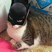 Minou is registered to the contest to win money with this photo: animal, batman, brown, cat, costume, cute, domestic, floor, funny, fur, indoor, mask, pet, pink_towel, resting, striped, tabby, tiled_floor, whiskers, white