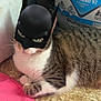 animal, batman, brown, cat, costume, cute, domestic, floor, funny, fur, indoor, mask, pet, pink_towel, resting, striped, tabby, tiled_floor, whiskers, white