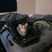 Peppermint is registered to the contest to win money with this photo: animal, bag, bed, black, blanket, carpet, cat, clothing, curious, domestic, furniture, gray, household, indoor, messy, pet, resting, room, tabby_cat, water_bottle