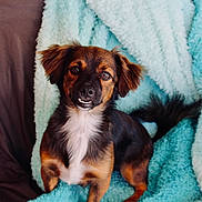 Duke is registered to the contest to win money with this photo: dog, small_dog, brown_dog, black_dog, white_chest, fluffy_blanket, blue_blanket, couch, indoor, pet, cute, sitting, looking_at_camera, portrait, fur, ears, tail, animal, companion, cozy