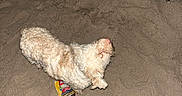 Blue joined the competition — help win amazing prizes! dog, sand, night, flash, candy_wrapper, beach_umbrella, pole, curly_fur, small_dog, outdoor, animal, pet, toy, ground, illuminated, folded_umbrella, beach, texture, closeup, lonely