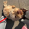 dog, curly_fur, leash, sidewalk, smiling_dog, pet, outdoor, sunlight, shoes, pants, casual_clothing, happy, walking, red_leash, brown_shoes, gray_sweatpants, shadow, concrete, daytime, looking_up