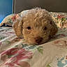 Blue joined the competition — help win amazing prizes! puppy, dog, bed, floral_bedspread, curly_hair, cute, pet, animal, lying_down, resting, indoors, cozy, soft_light, closeup, adorable, young_dog, head, face, brown_nose, ears