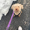 Blue is registered to the contest to win money with this photo: dog, leash, snow, pavement, shoe, curly_fur, outdoor, pet, walking, winter, asphalt, footwear, sidewalk, canine, cute, waiting, owner, cold, street, looking_up