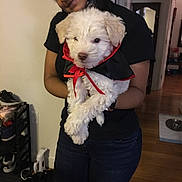 Blue is registered to the contest to win money with this photo: person, dog, puppy, indoor, wooden_floor, black_tshirt, jeans, cape, red_ribbon, smile, holding, shoes, shelf, mirror, home, casual, curtain, light, face, pet