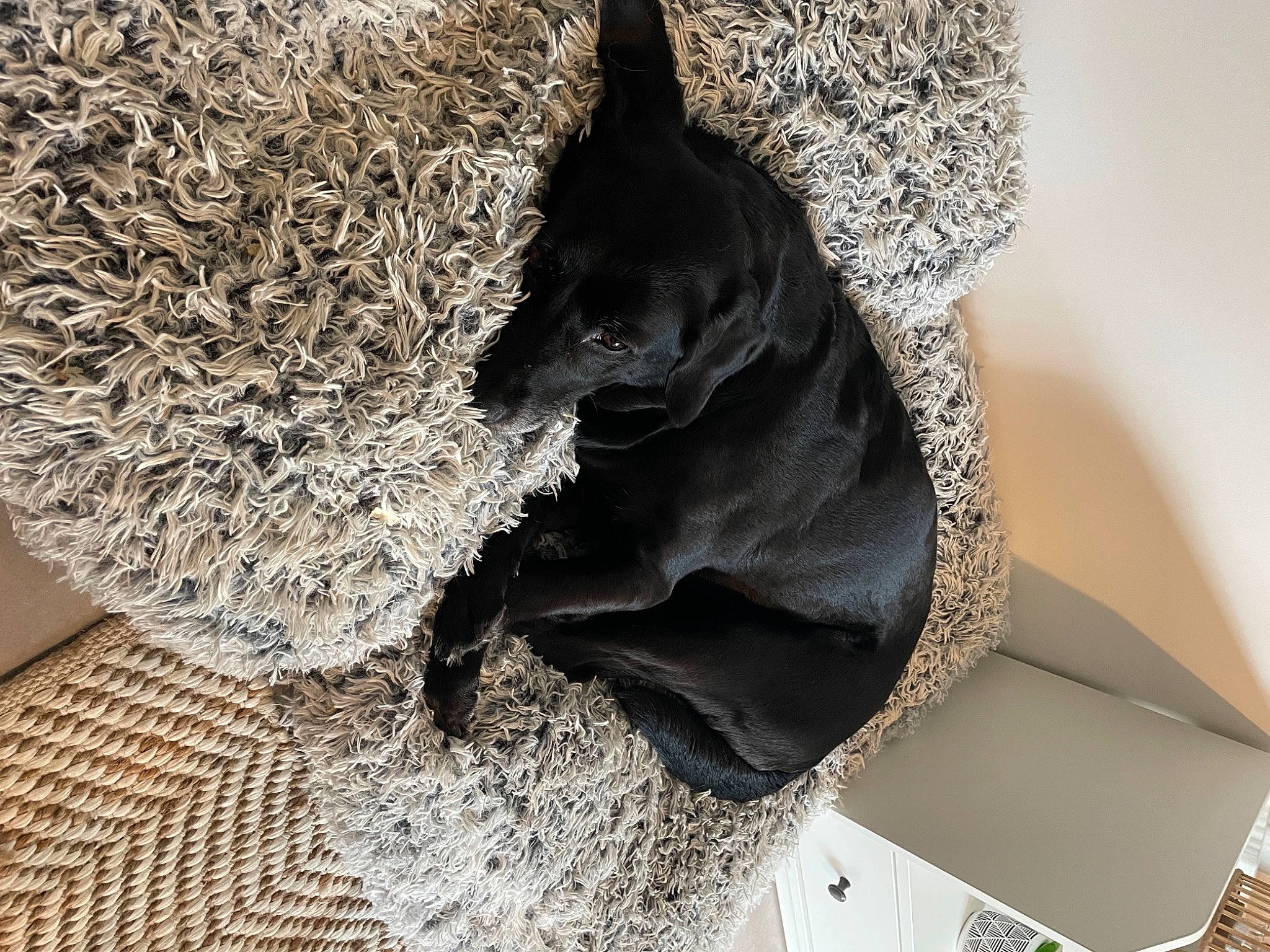 Happy participe au concours pour gagner de l'argent avec cette photo : canidae, carmine, carnivore, collar, companion_dog, dog, dog_breed, dog_collar, dog_supply, fashion_accessory, fur, grey, non_sporting_group, pet_supply, snout, sporting_group, tail, terrestrial_animal, umbrella, working_animal