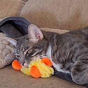 Lyric Blue joined the competition — help win amazing prizes! cat, closeup, couch, cozy, domestic_cat, fur, home_interior, indoor, nap, orange_detail, pet, pillow, plush_toy, relaxing, sleeping, sofa, tabby_cat, toy, whiskers, yellow_toy