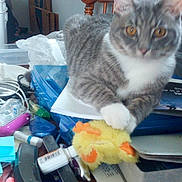 Lyric joined the competition — help win amazing prizes! animal, cat, chair, closeup, clutter, curious, desk, domestic_cat, feline, furry, gray_cat, indoor, office_supplies, orange_eyes, papers, pet, plastic_container, stuffed_toy, toy_duck, white_paws
