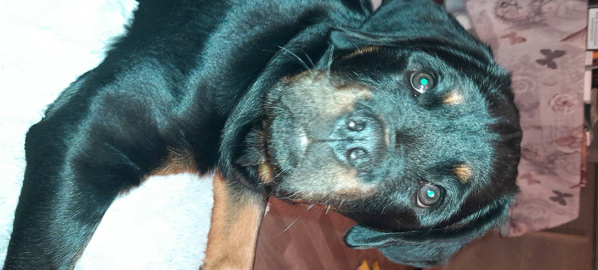 Thana participe au concours pour gagner de l'argent avec cette photo : canidae, carnivore, close_up, companion_dog, dog, dog_breed, ear, electric_blue, fur, liver, palm_tree, paw, snout, sporting_group, terrestrial_animal, whiskers, working_animal, working_dog