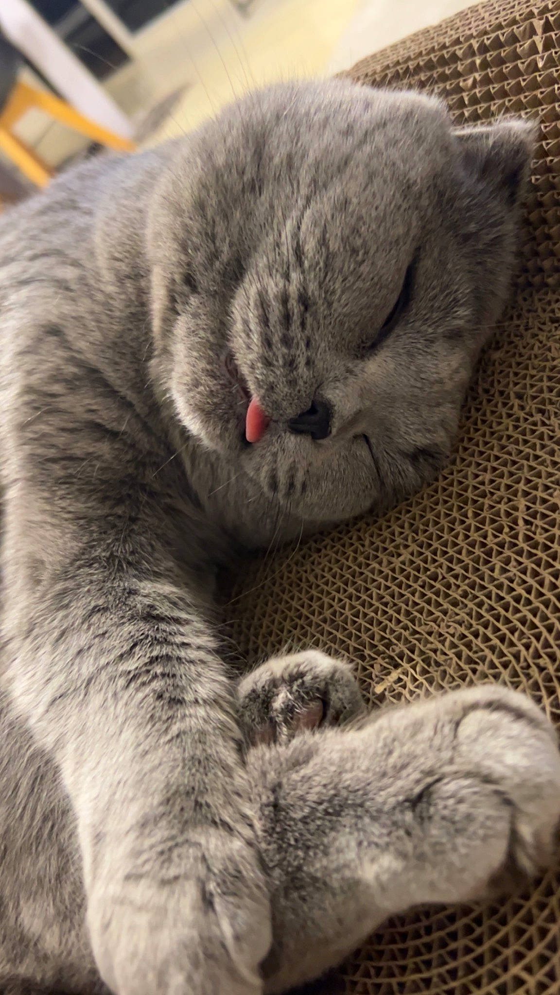 Grisou a rejoint le concours — aidez-le/la à gagner de superbes lots ! carnivore, cat, claw, comfort, domestic_short_haired_cat, felidae, fur, grey, nap, paw, russian_blue, sleep, small_to_medium_sized_cats, snout, tail, terrestrial_animal, whiskers