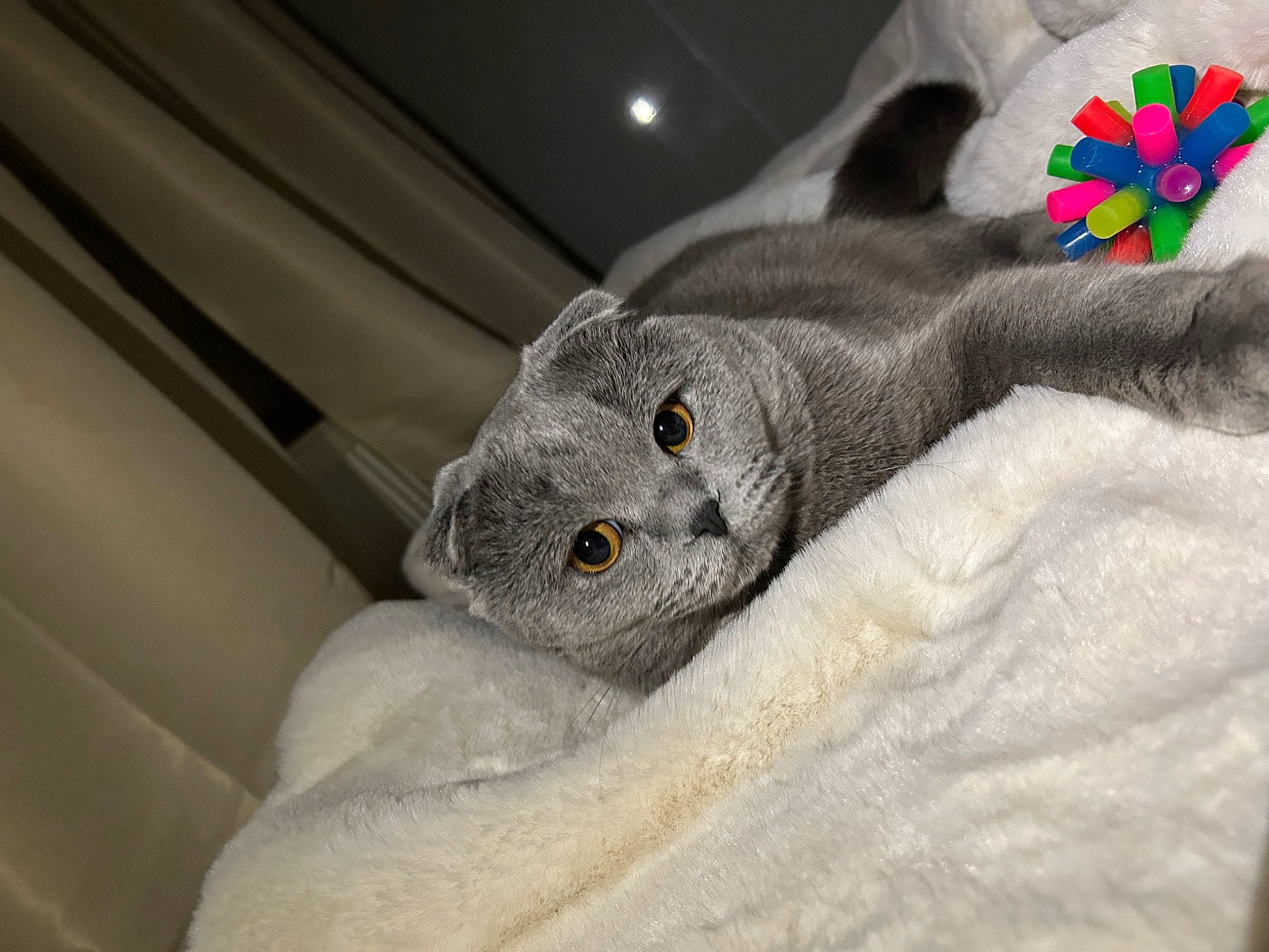 Grisou participe au concours pour gagner de l'argent avec cette photo : carnivore, comfort, couch, domestic_short_haired_cat, felidae, fur, grey, linens, paw, petal, plush, small_to_medium_sized_cats, snout, stuffed_toy, terrestrial_animal, toy, whiskers