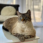 Curly participe au concours pour gagner de l'argent avec cette photo : cat, siamese_cat, blue_eyes, table, indoor, furniture, fur, pet, animal, relaxed, cozy, home, cushion, soft_light, blurred_background, whiskers, paws, resting, domestic_cat, portrait