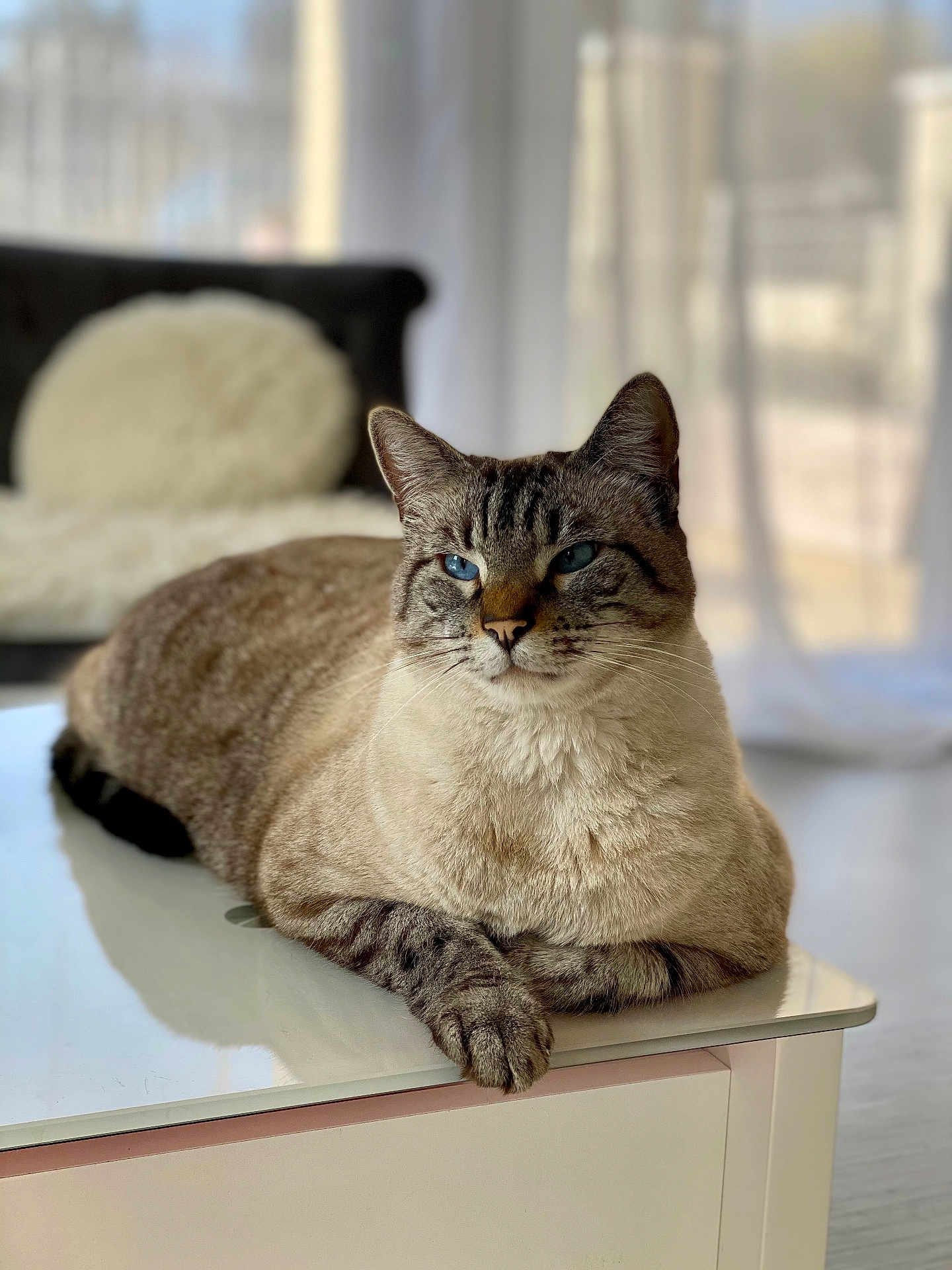 Curly participe au concours pour gagner de l'argent avec cette photo : cat, siamese_cat, blue_eyes, table, indoor, furniture, fur, pet, animal, relaxed, cozy, home, cushion, soft_light, blurred_background, whiskers, paws, resting, domestic_cat, portrait