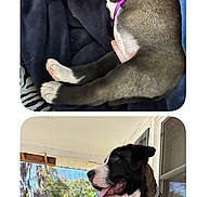 Buster joined the competition — help win amazing prizes! puppy, dog, man, glasses, porch, outdoor, blue_shirt, harness, pet, smile, window, fence, blanket, resting, tongue_out, happy, nature, sitting, person, leisure