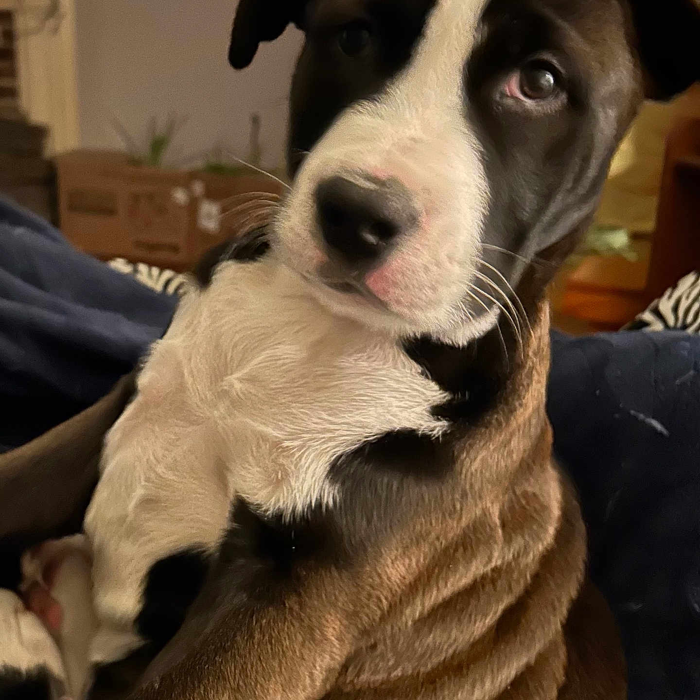 Buster