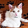 cat, white_cat, brown_spots, pet, animal, feline, indoor, blanket, paw_print, resting, cute, whiskers, ears, eyes, collar, fur, closeup, portrait, cozy, relaxed