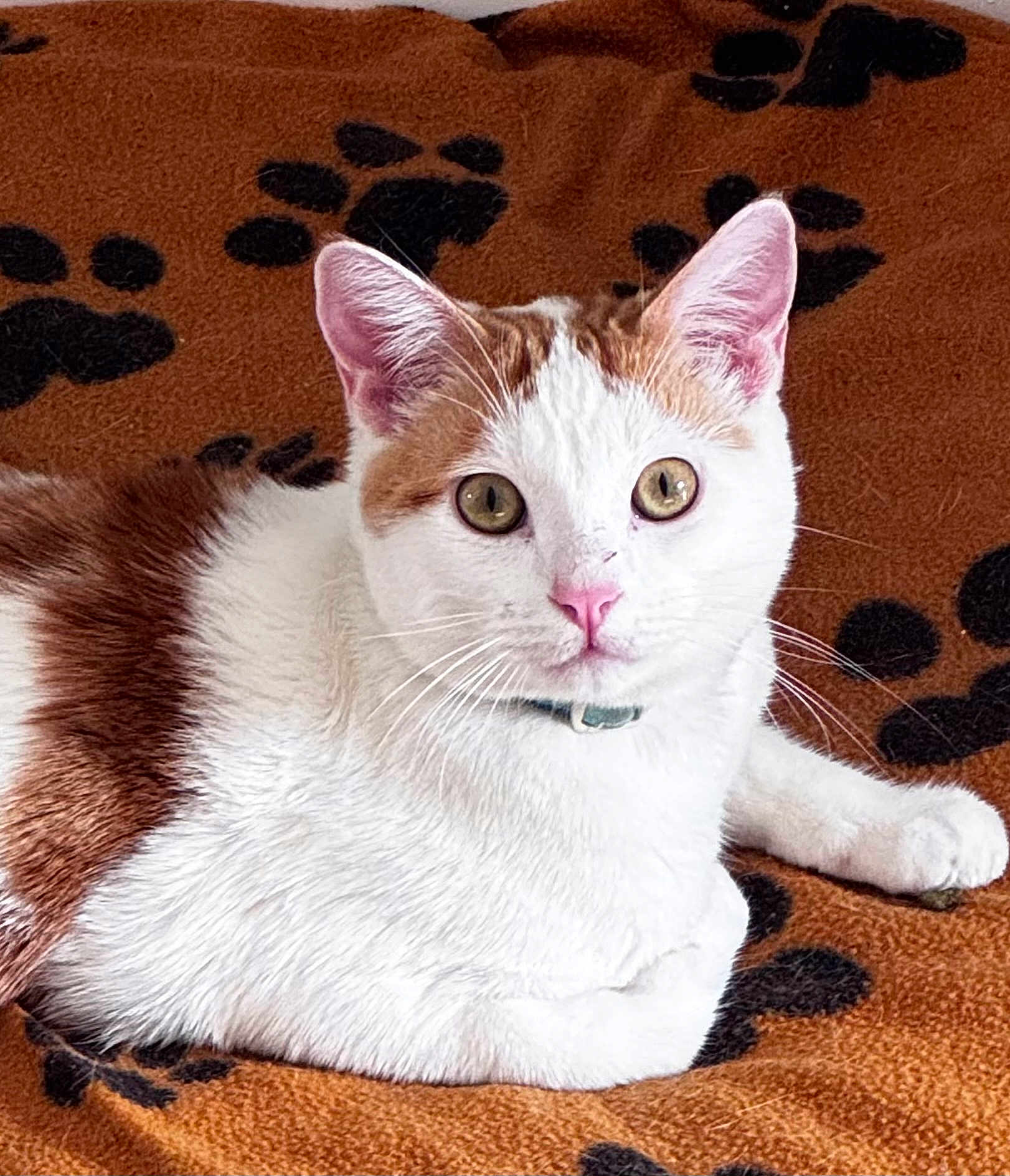 Niko