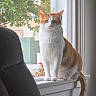Nugget is registered to the contest to win money with this photo: animal, calm, cat, chair, cozy, daylight, feline, gray_chair, greenery, home, houseplant, indoor, looking_at_camera, orange_and_white_cat, perched, pet, sitting, tree, window, windowsill