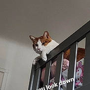 Nugget is registered to the contest to win money with this photo: animal, attitude, cat, claws, cute, domestic, feline, fur, household, indoor, judgmental, loft, looking_down, orange_and_white_cat, pet, railing, resting, text_overlay, wall, whiskers