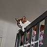 animal, attitude, cat, claws, cute, domestic, feline, fur, household, indoor, judgmental, loft, looking_down, orange_and_white_cat, pet, railing, resting, text_overlay, wall, whiskers