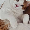 Nugget is registered to the contest to win money with this photo: animal, cat, close_up, cute, domestic_cat, ears, eyes, face, feline, fluffy, indoor, laying_down, nose, orange_and_white, paws, pet, portrait, relaxed, soft_fur, whiskers