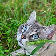 Neige participe au concours pour gagner de l'argent avec cette photo : animal, blue_eyes, cat, close_up, curious, domestic_cat, eyes, face, flora, fur, grass, greenery, muzzle, nature, outdoor, pet, playful, portrait, relaxing, whiskers