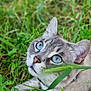 animal, blue_eyes, cat, close_up, curious, domestic_cat, eyes, face, flora, fur, grass, greenery, muzzle, nature, outdoor, pet, playful, portrait, relaxing, whiskers