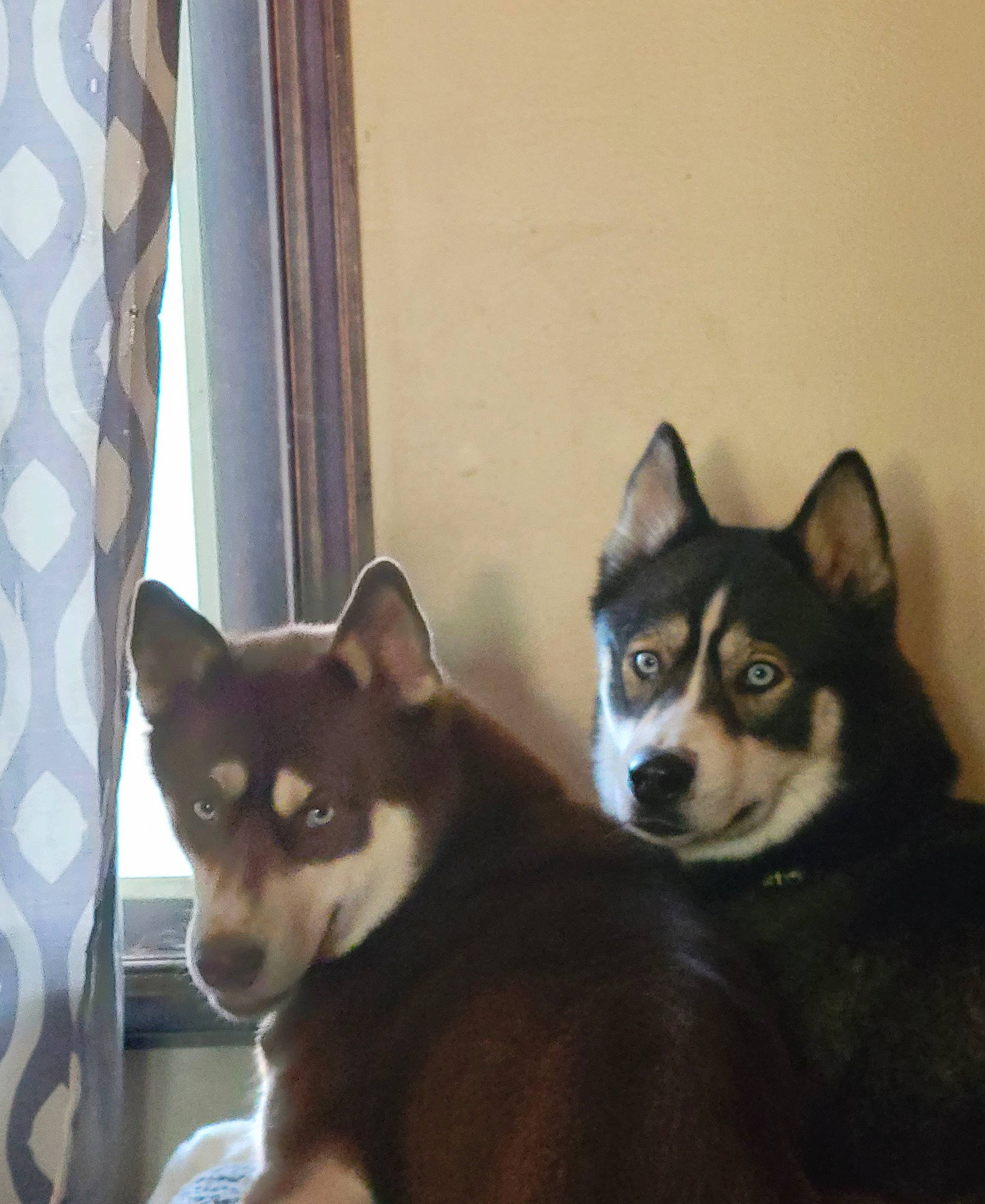 Nala is registered to the contest to win money with this photo: canidae, carnivore, companion_dog, curtain, dog, dog_breed, door, fawn, fur, room, siberian_husky, sled_dog, snout, sporting_group, terrestrial_animal, whiskers, window, wood, working_animal, working_dog