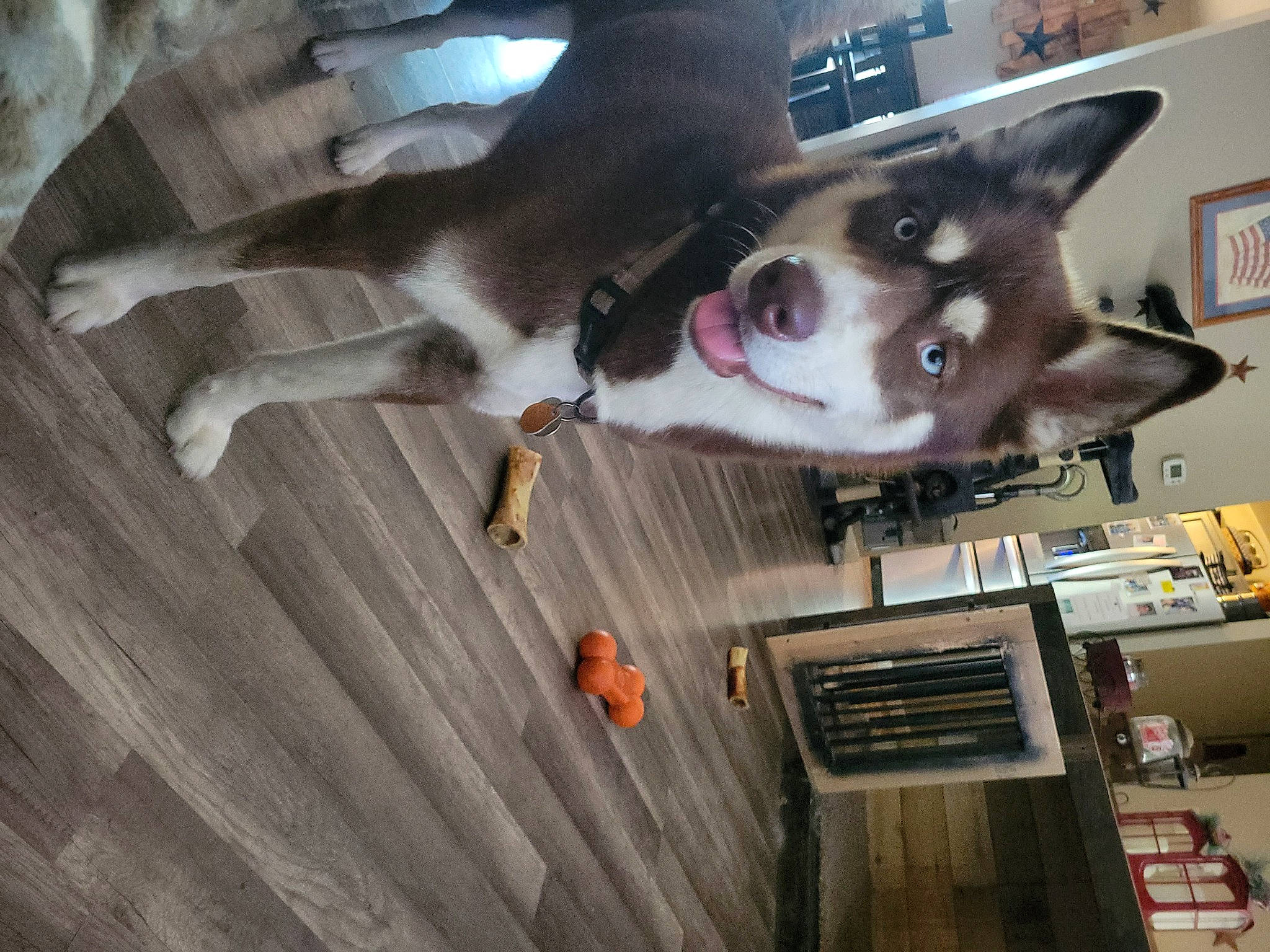 Nala joined the competition — help win amazing prizes! canidae, carnivore, collar, companion_dog, dog, dog_breed, fawn, felidae, flooring, fur, hardwood, metal, recreation, room, snout, tail, wood, working_animal