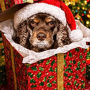 Sissy is registered to the contest to win money with this photo: dog, santa_hat, gift_box, christmas, holiday, festive, red, green, gold, ribbon, decorations, tree, lights, pet, cute, wrapped_gift, celebration, seasonal, animal, portrait