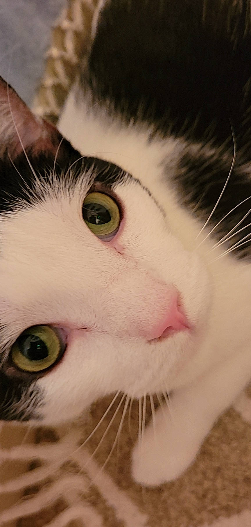 Calliope is registered to the contest to win money with this photo: carnivore, cat, close_up, domestic_short_haired_cat, ear, eye, eyelash, felidae, fur, hair, iris, mammal, nose, organ, small_to_medium_sized_cats, snout, vertebrate, whiskers