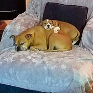 Bella is registered to the contest to win money with this photo: dogs, puppies, bulldog, sleeping, cuddling, pets, animals, indoor, armchair, blanket, cushion, furniture, cozy, relaxed, resting, brown_dog, white_dog, portrait, home, cute
