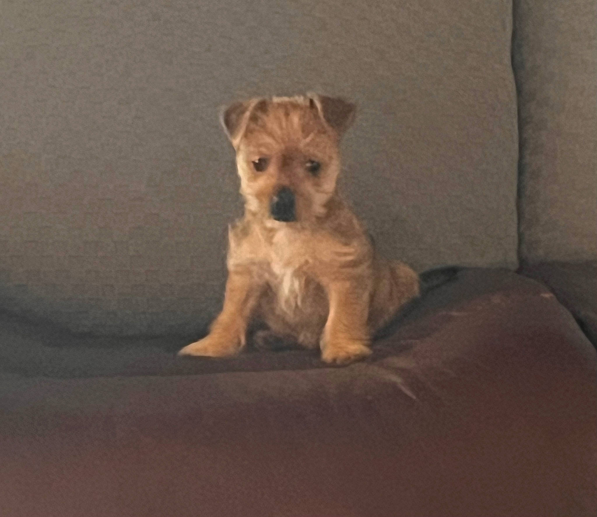 Charlie joined the competition — help win amazing prizes! canidae, carnivore, comfort, companion_dog, couch, dog, dog_breed, dog_supply, fawn, fur, non_sporting_group, puppy, small_terrier, snout, sporting_group, terrestrial_animal, terrier, toy_dog, working_animal, working_terrier