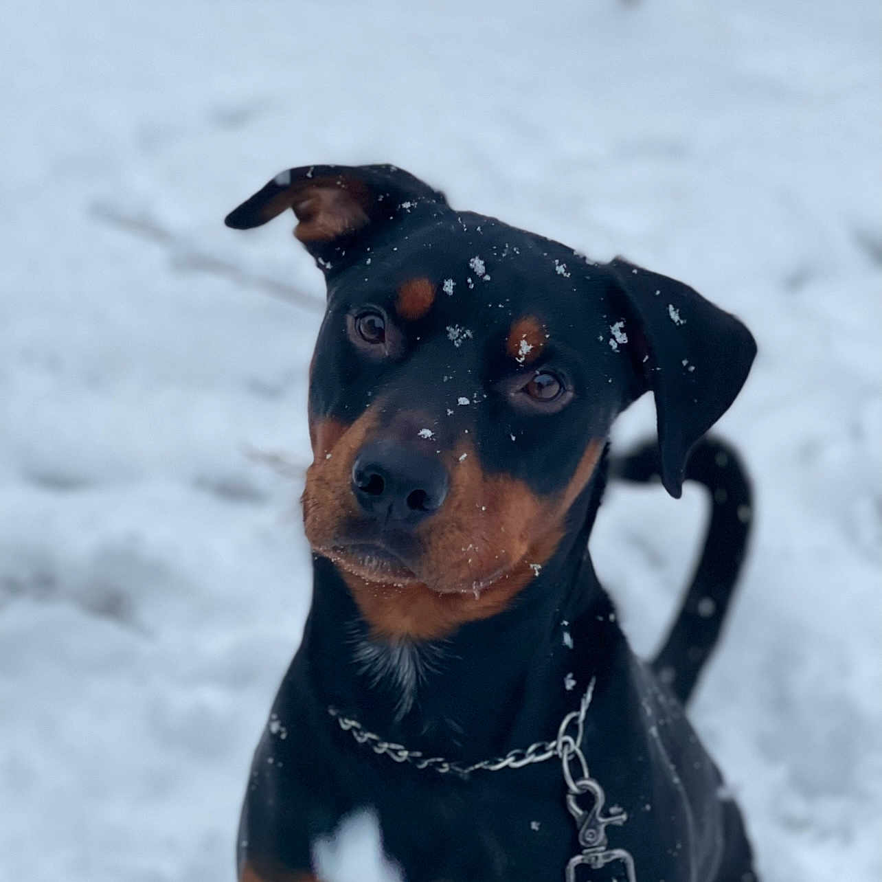 Brutus