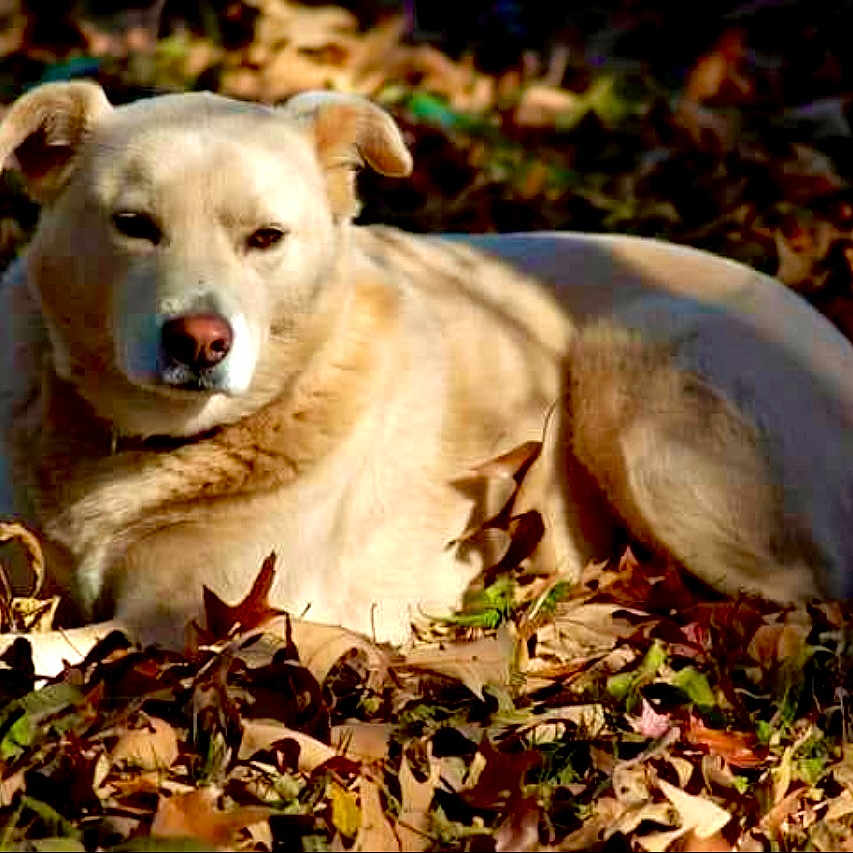 Gracie is registered to the contest to win money with this photo: animal, ball, bird, canine, dog, goldenretriever, husky, labradorretriever, leaf, outdoors, person, pet, plant, puppy, sleeping, snout, sport, tennis, tennisball, whitedog