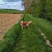 Vasko a rejoint le concours — aidez-le/la à gagner de superbes lots ! dog, golden_retriever, grass, path, field, trees, sky, clouds, outdoor, nature, canine, greenery, rural, walking, pets, summer, daytime, animal, landscape, happy