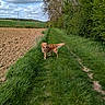 dog, golden_retriever, grass, path, field, trees, sky, clouds, outdoor, nature, canine, greenery, rural, walking, pets, summer, daytime, animal, landscape, happy