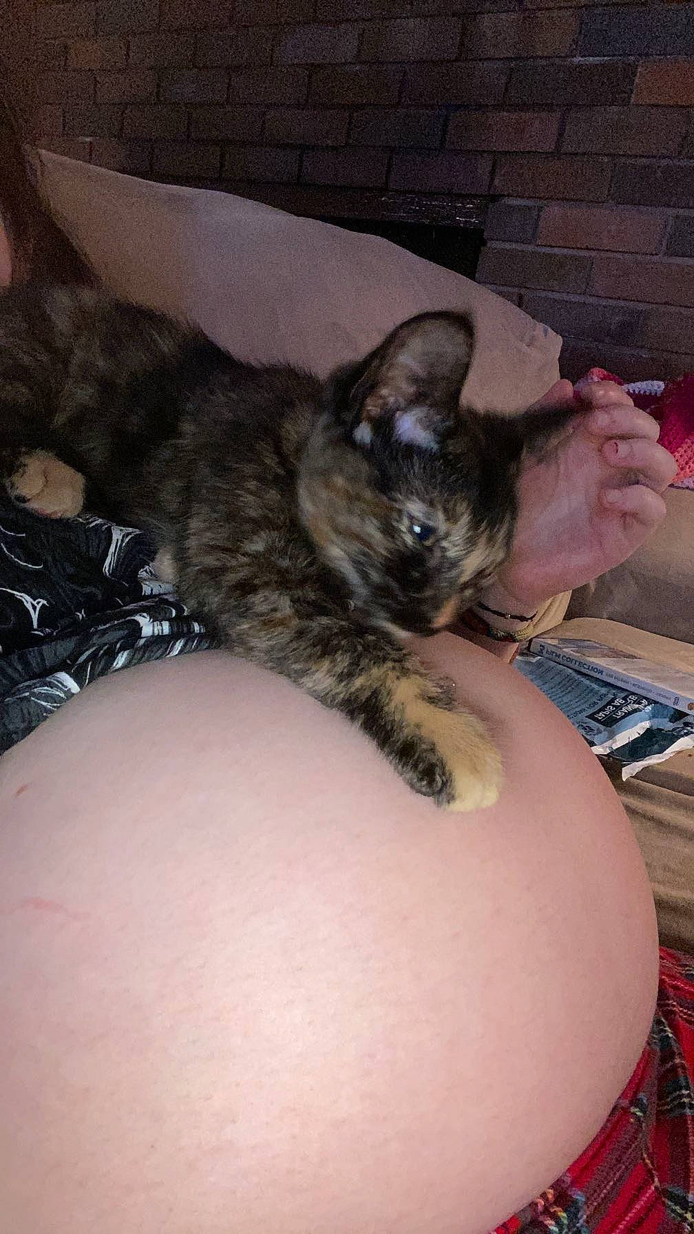 Chai is registered to the contest to win money with this photo: beard, carnivore, cat, claw, comfort, domestic_short_haired_cat, felidae, finger, fur, hand, lap, nail, paw, small_to_medium_sized_cats, snout, tail, whiskers