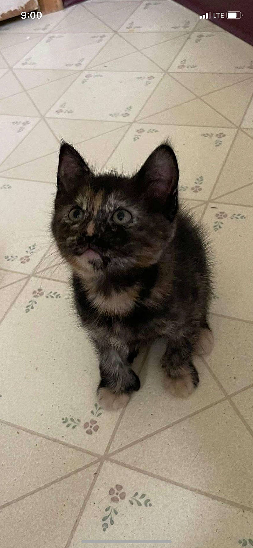 Chai is registered to the contest to win money with this photo: automotive_tire, black_cat, carnivore, cat, claw, domestic_short_haired_cat, fawn, felidae, flooring, fur, grey, paw, road_surface, sitting, small_to_medium_sized_cats, snout, tail, terrestrial_animal, whiskers