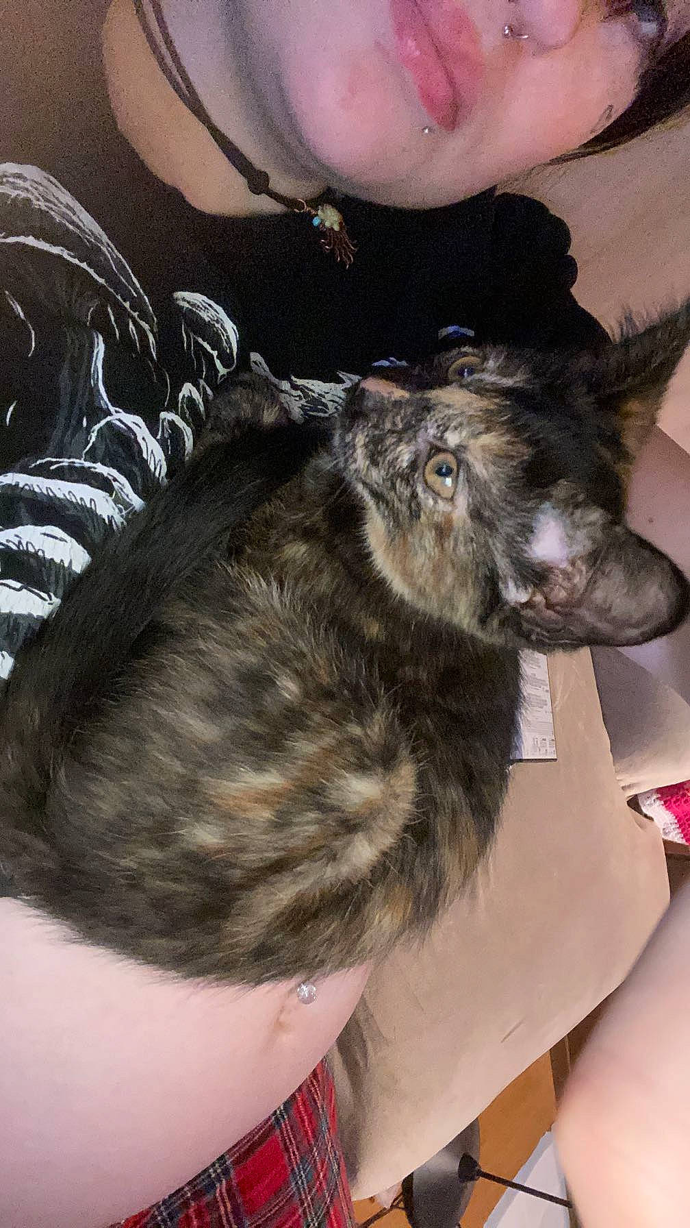 Chai joined the competition — help win amazing prizes! carnivore, cat, claw, dog_breed, domestic_short_haired_cat, ear, eyewear, fashion_accessory, felidae, fur, gesture, jewellery, paw, small_to_medium_sized_cats, tail, whiskers