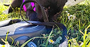Kira a rejoint le concours — aidez-le/la à gagner de superbes lots ! animal, black_dog, closeup, daisy, daylight, dog, flower, grass, greenery, leash, nature, outdoor, pet, playful, puppy, purple_harness, sniffing, summer, sunlight, young_dog