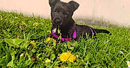 Kira participe au concours pour gagner de l'argent avec cette photo : puppy, dog, grass, dandelion, flower, outdoor, pet, young, black_dog, sunlight, nature, leaf, curious, harness, animal, spring, greenery, cute, playful, small
