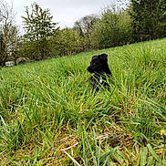 Kira participe au concours pour gagner de l'argent avec cette photo : puppy, dog, black_dog, grass, meadow, wildflowers, nature, outdoor, greenery, trees, sky, cloudy, young_dog, curious, animal, field, spring, cute, small_dog, pets