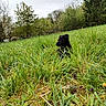 puppy, dog, black_dog, grass, meadow, wildflowers, nature, outdoor, greenery, trees, sky, cloudy, young_dog, curious, animal, field, spring, cute, small_dog, pets