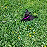 Kira participe au concours pour gagner de l'argent avec cette photo : puppy, dog, grass, greenery, flowers, dandelions, daisies, outdoor, playful, leash, harness, black_dog, nature, animal, cute, young_dog, field, spring, pet, happy