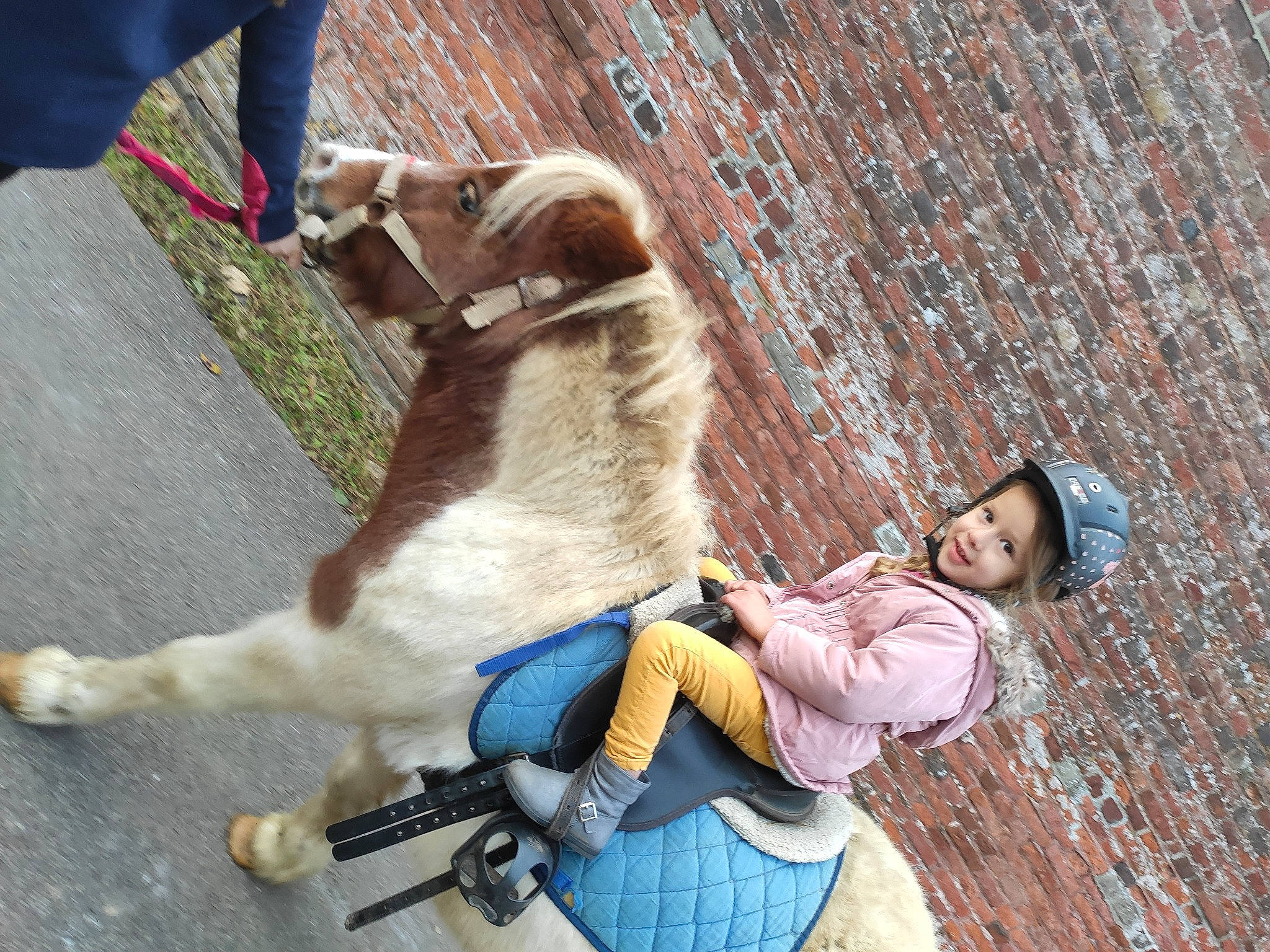 Layna a rejoint le concours — aidez-le/la à gagner de superbes lots ! canidae, carnivore, collar, companion_dog, dog, dog_breed, dog_collar, fashion_accessory, fawn, felidae, fun, fur, headwear, joy, leash, leisure, person, pet_supply, sitting, small_to_medium_sized_cats