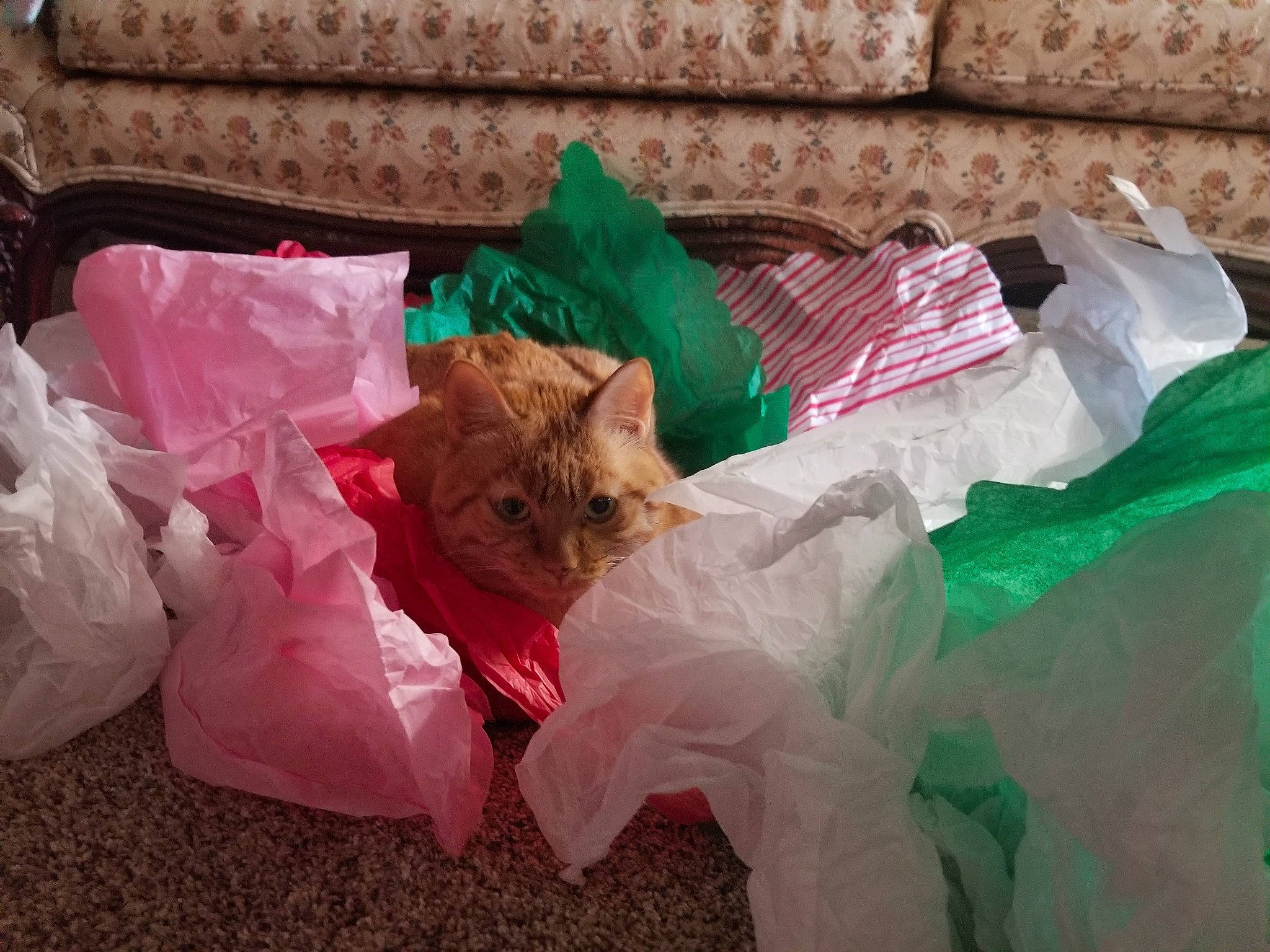 Pewdie Pie joined the competition — help win amazing prizes! canidae, carnivore, cat, felidae, kitten, pink, plastic_bag, small_to_medium_sized_cats